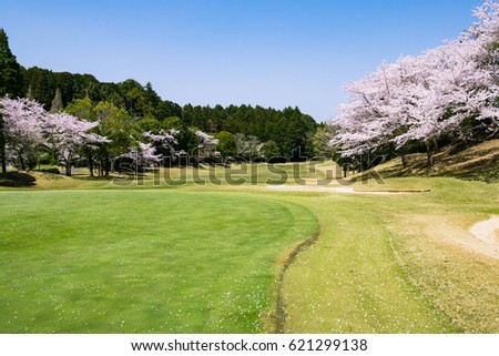 Cherry blossoms (pink sakura flowers) are in full bloom Golf course in Chiba, Japan. Golf is a sport to play on the turf.