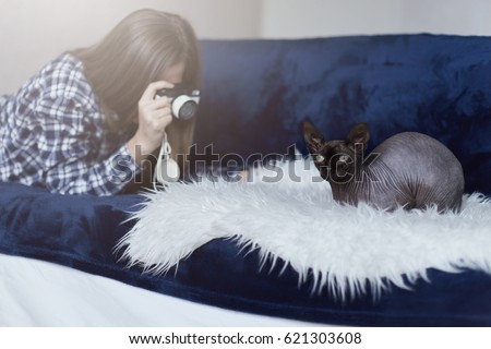 White and blue colored image. Portrait of sphinx gray cat posing at white sofa blanket looking forward. Young woman is making picture of her oriental pet behind. Human and animal concept. 