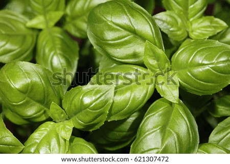 Fresh Basil in Herb Garden