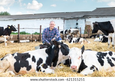 Farmer is working on farm with dairy cows