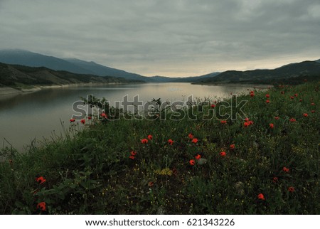 Evening poppies on the shore of the water reservoir. 