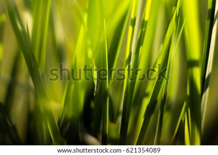 Picture of grass using macro lens