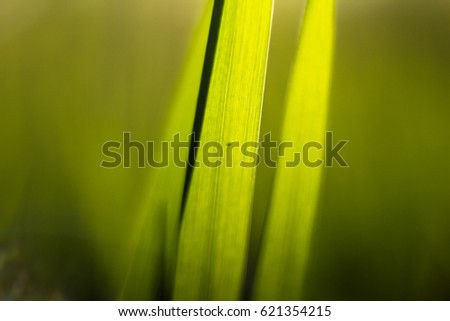 Picture of grass using macro lens