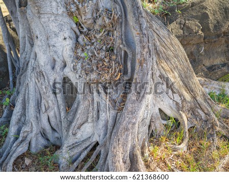Tropical Banyan Tree Trunk and Roots.  Hawaiian banyan tree in a rainforest setting surrounded by grass and lava rocks.