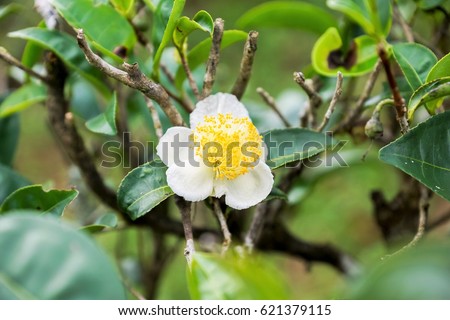 Flower of tea plant (Camellia sinensis var ' Chinsingganzai ') , Jasmine tea blossom, White tea flower blooming, real photo picture