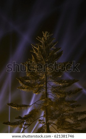Pine trees with colorful background and columns of light in the night. Selective Focus and Blur.