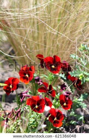 Deep red  heartsease in flowerbed with dry decorative grass, selected focus.