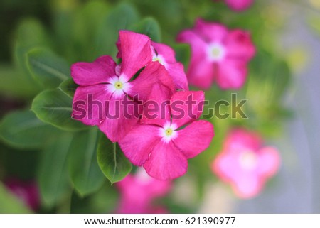 a macro close up of a group of pink flowers