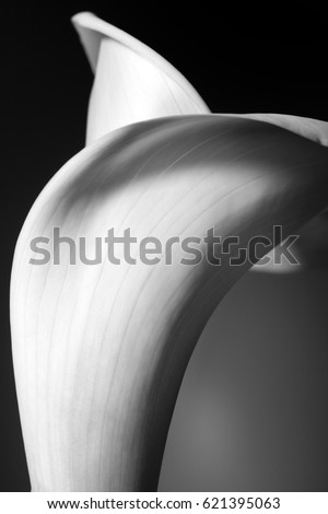 Abstracted macro shot of a white calla lily on a black background. 