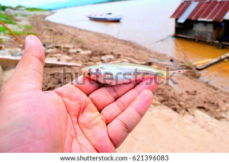 The pic show the cat fish local name SIAMENSIS PANGASIUS  Scientific name Pangasius sp. with hand of biologisth found at Mekong river by study abundance and diversity of freshwater fish