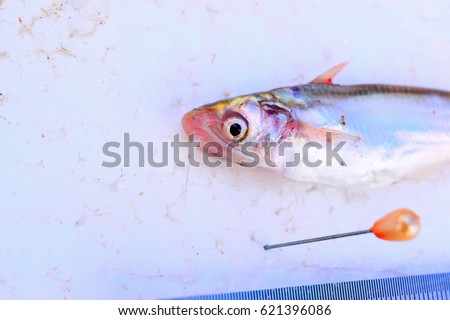 The pic show the cat fish local name SIAMENSIS PANGASIUS  Scientific name Pangasius sp. found at Mekong river by study abundance and diversity of freshwater fish