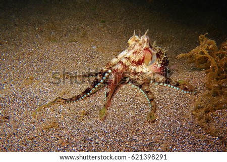 Coconut octopus - veined octopus on the sandy muck sea floor. Black background, scuba muck diving activity. Amphioctopus marginatus, cephalopod.