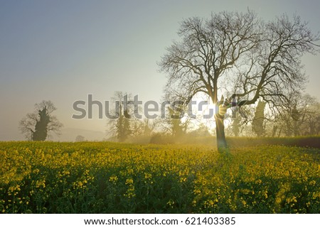 Oil seed rape in spring and an early misty sunrise morning looking towards Jacks Green near Sheepscombe, The Cotswolds, Gloucestershire, England, UK