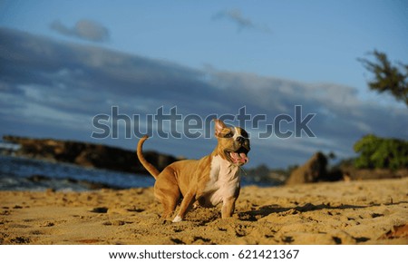 American Pit Bull Terrier dog playing on tropical beach