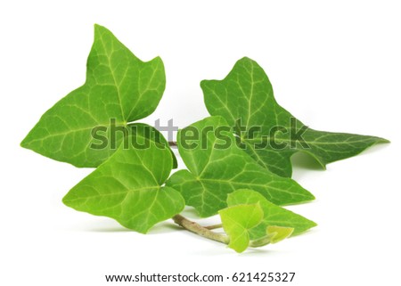 Common ivy (Hedera helix) plant. Ivy leaf (Hederae helicis folium) is considered effective in improving cough symptoms in adults with long-term bronchitis and to treat cellulite, with some success. Royalty-Free Stock Photo #621425327