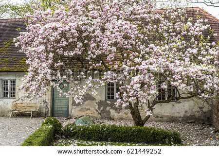 A beautiful scene, a tree and an abandoned old House