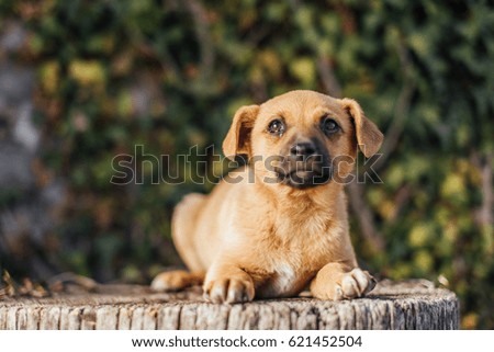 Small dog stand on the grass with light on background