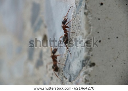 Ants on a wall