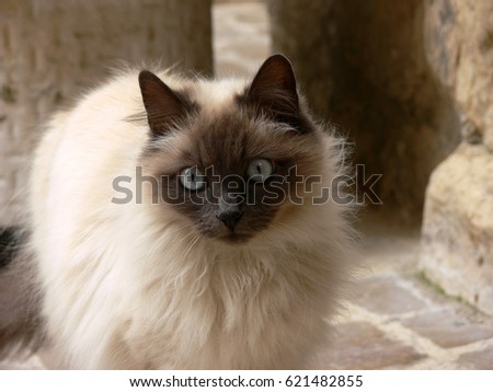Siamese cat staring with blue eyes
