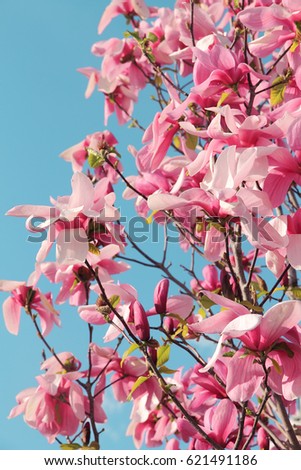 Blooming pink magnolia in a blue sky
