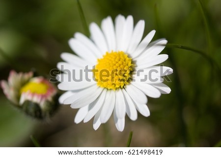 Bellis perennis is a common European species of daisy, of the Asteraceae family, often considered the archetypal species of that name