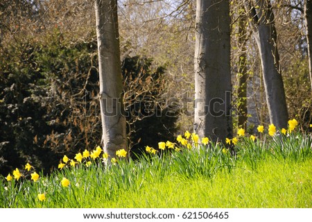 Narcissuses in woods. 