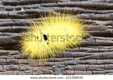 Furry little caterpillar on wood.