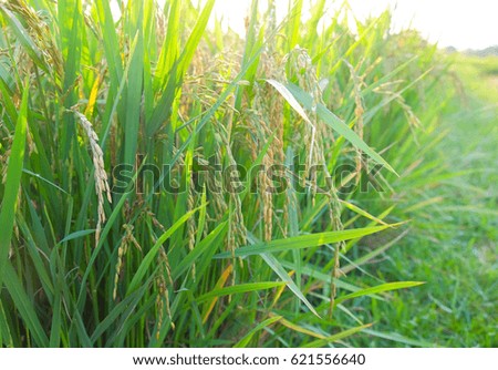 a selective focus picture of paddy rice in organic rice field 
