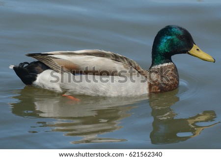 Mallard duck drake swimming on lake