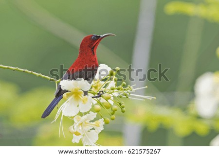 Crimson Sunbird (Aethopyga siparaja). Sepilok, Sabah, Borneo, Malaysia