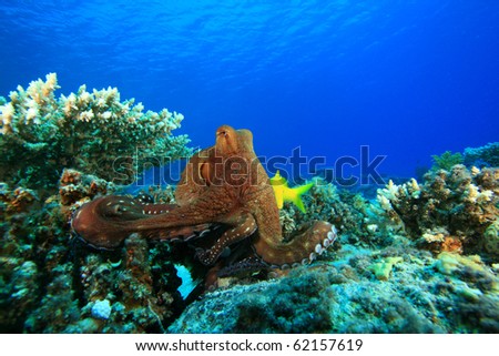 Octopus and Yellow-saddle Goatfish