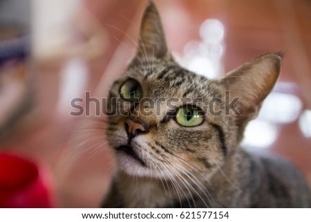 The cat looks beautiful, looking left, looking right and looking on top. Only nose in focus