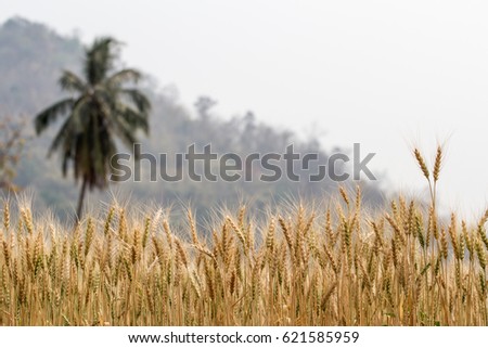 Barley Field in the countryside of Chiang Mai Province Northern Thailand