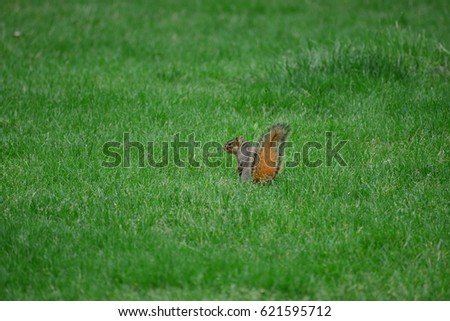 Squirrel in green grass field