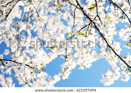 Flowering spring trees. Beautiful gardens. Mother's Day, March 8, Birthday, Valentines Day