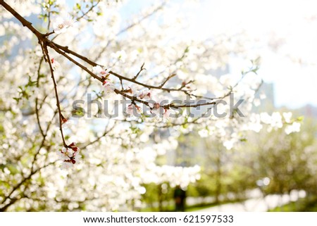 Flowering spring trees. Beautiful gardens. Mother's Day, March 8, Birthday, Valentines Day