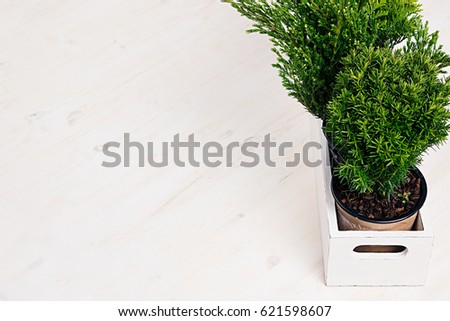 Home soft decor with young green plants in white box on beige wood table.
