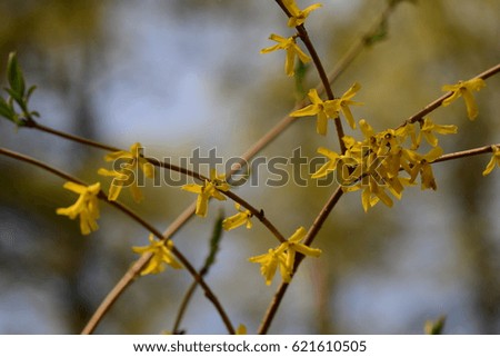 Yellow flowers forsythia European blossomed in the spring