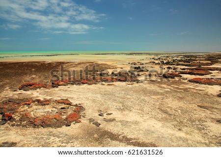Stromatolites in Hamelin pool in Shark Bay, Western Australia