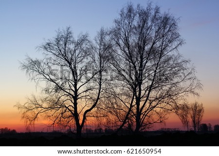 Beautiful magical landscape image with trees silhouette at sunset.