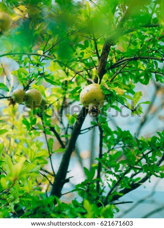 The medium-sized pomegranate fruit on the tree green in Montenegro. Pomegranate tree on the beach.