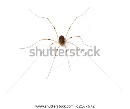 Daddy Long Legs (Opiliones) Royalty-Free Stock Photo #62167672