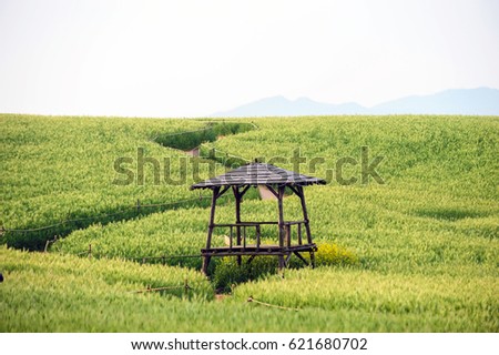 A scene of Korean barley