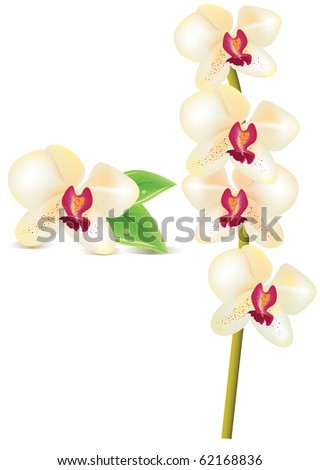 White orchid. Raster version. Vector version is in my gallery.