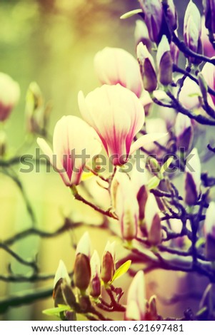blooming magnolia, Color Effect Photo, vintage photo