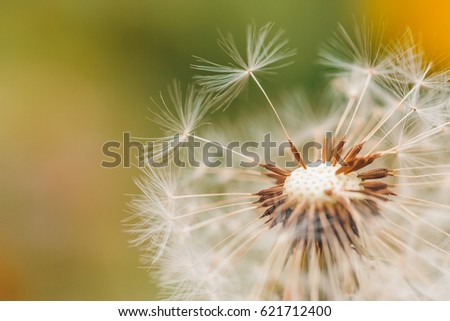 Relaxing nature background. Closeup of dandelion on natural background.
