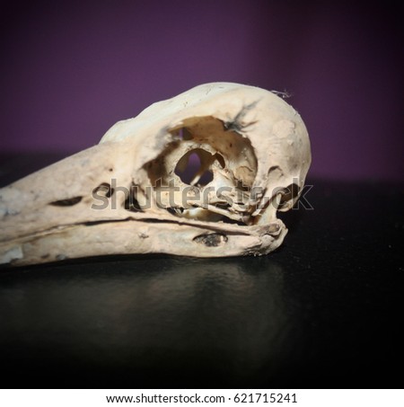 The skull of a small bird. This photo was taken in Brisbane, Australia. 