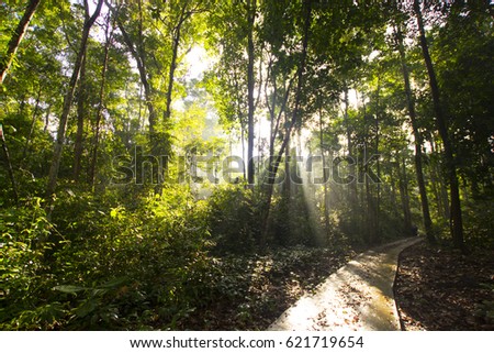 Sun rays coming through trees rainforest in the morning