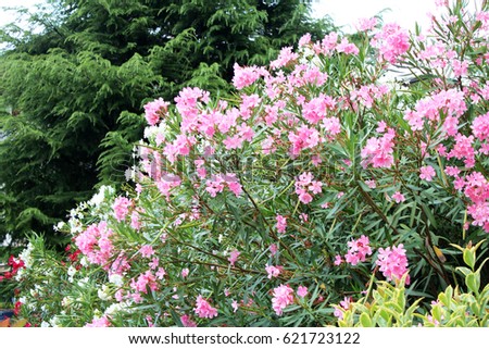 Beautiful oleander flowers growing in the garden on sunny summer day. Natural floral background. Royalty-Free Stock Photo #621723122
