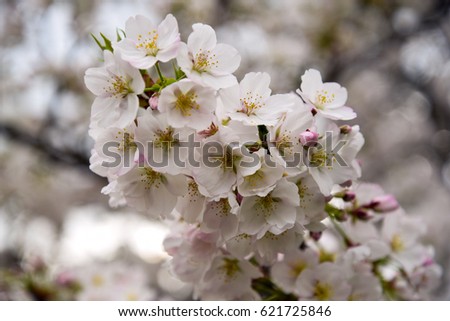 Japanese cherry blossoms

